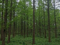 -同里国家湿地公园