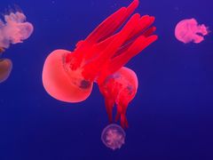 -长春中泰海洋世界