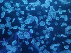 -江和美海洋公园