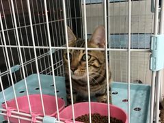 -中农国际动物医院24小时·猫科·骨科·急重症中心