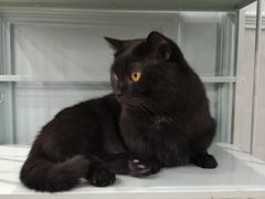 -安格丽娜·狗咖·猫咖羊驼咖(春熙路百盛商场店)