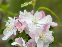 -海棠花溪(元大都城垣遗址公园)