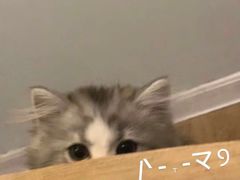 -宫事颐庭·老佛爷贵寿下午茶(颐和园店)