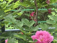 -莲花池公园