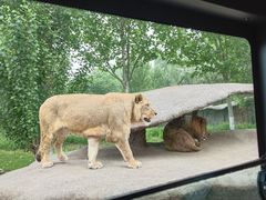 -北京野生动物园