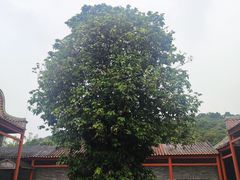 -李小龙乐园(顺德均安店)