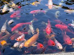 -国色天乡三期陆地乐园
