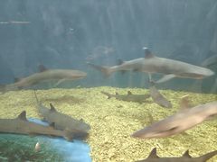 -华夏文旅海洋公园