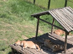 -青藏高原野生动物园