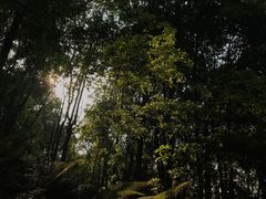 -广州市帽峰山景区