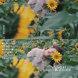 广州周边0元拍照地｜春日里的向日葵花海🌻