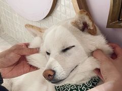 -柴务处·柴犬主题狗咖