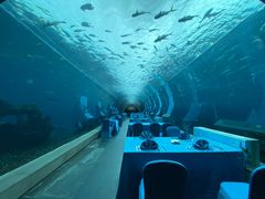 -海棠湾洲际-涛·海底餐厅·美人鱼·自助餐·海底隧道