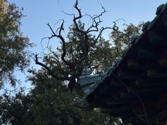 -比干庙景区