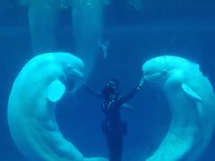 -秦皇岛乐岛海洋王国