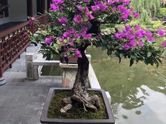 -深圳仙湖植物园-停车场