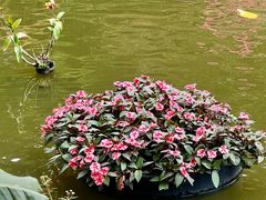 -深圳仙湖植物园