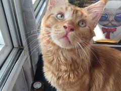 -猫小院猫主题咖啡厅(北锣店)