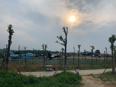 -空港花田景区