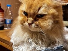 -MOCHA明星猫咖(田子坊店)