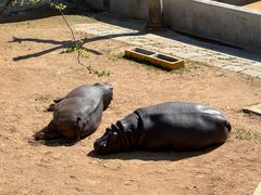 -西霞口神雕山野生动物世界