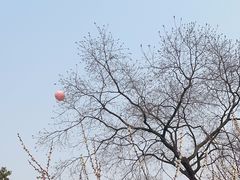-香雪海