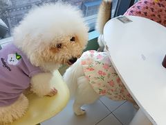 -怪兽屋·羊驼·猫咖·狗咖(俊华广场店)