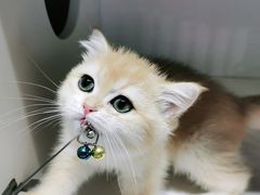 -东方名猫馆·英短金渐层布偶猫舍(环线广场1号楼店)