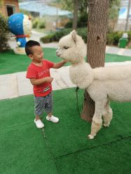 -萌宠亲子动物乐园(槐房万达店)