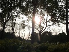 树林日光-新江湾城公园