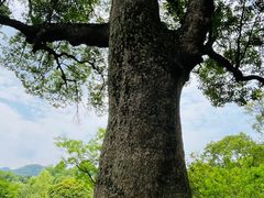 -杭州植物园