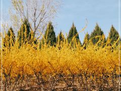 -永定河休闲森林公园
