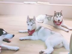 -Husky Go! 哈士奇体验馆·宠物咖啡厅狗咖
