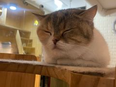 -平行世界·猫咖(首经贸店)