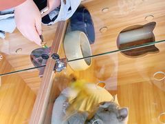 -喵百万·布偶·蓝金金渐层英短·猫舍(百子湾店)