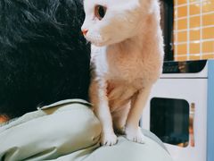 -70cat德文卷毛猫·缅因猫纯种猫舍