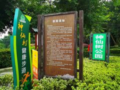 -神仙树公园