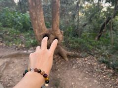 -上海佘山国家森林公园天马山园