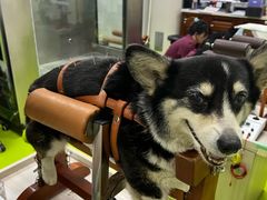 -美联众合动物医院·24h转诊中心