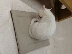 -猫和宫(六道口店)