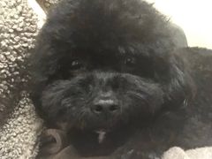 -佳雯宠物医院(金华南路分院)