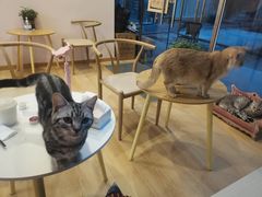 -猫咪派对(江南西店)