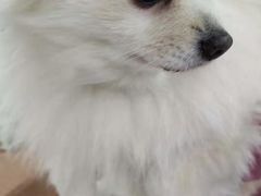 -阿荣24H宠物医院·综合型转诊中心·CT·核磁影像中心