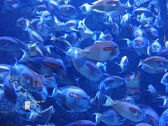 -成都浩海立方海洋公园