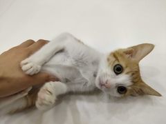 -瑞鹏宠物医院·骨科·猫科·内科(第一中心)