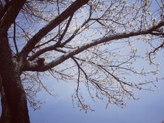 -香雪海