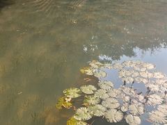 -云溪植物园