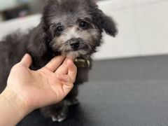 -汪小喵宠物·戴维斯乐芳希施宠馨宝皮毛调理洗护店