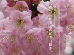 -南山植物园