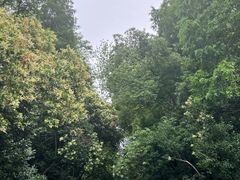 -上海滨江森林公园